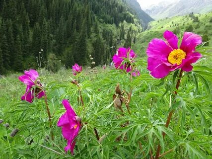 Куль растения