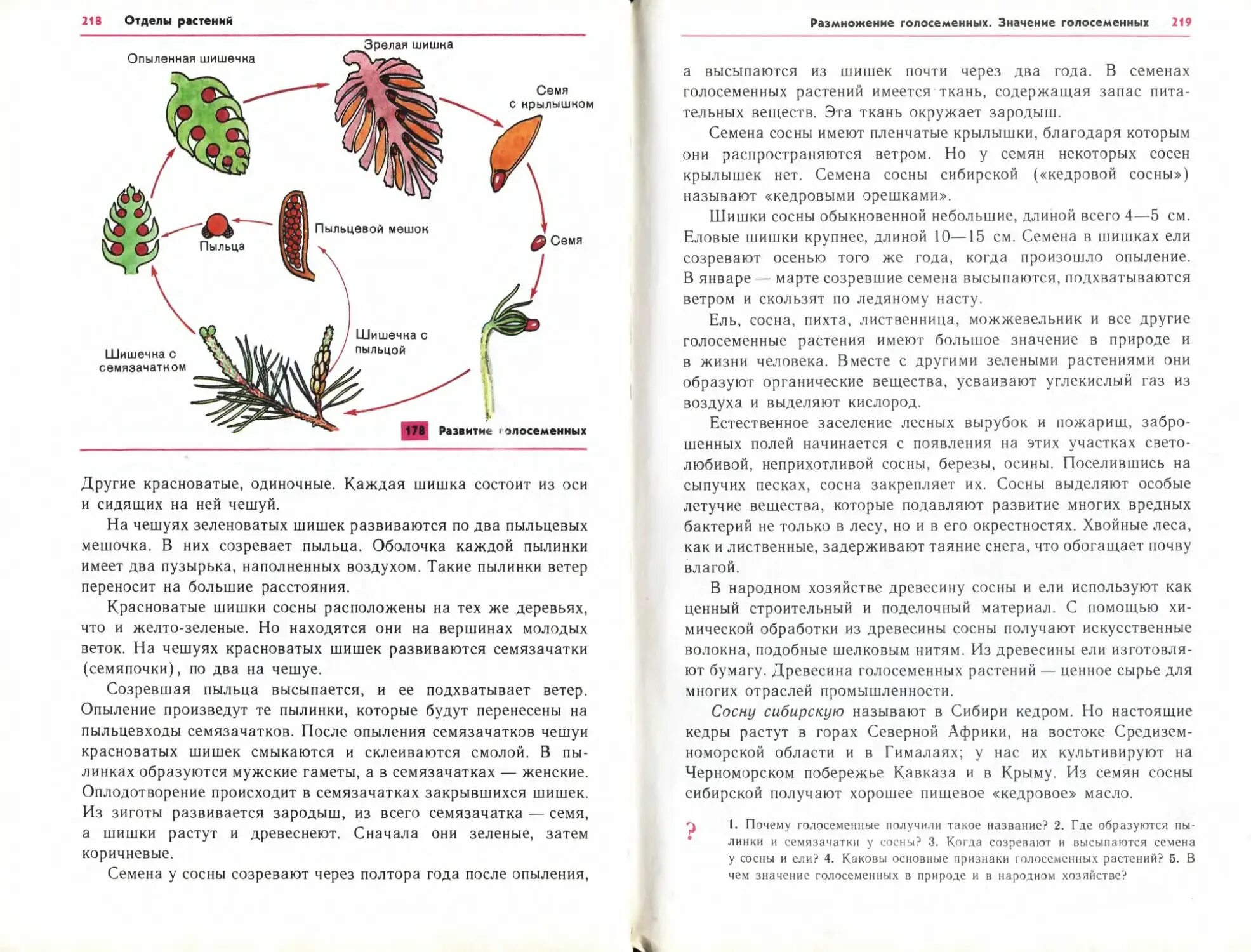 Размножение хвойных семенами. Семена сосны созревают. Где созревают семена у голосеменных растений. Где образуются семена у голосеменных. У голосеменных растений семена развиваются в.