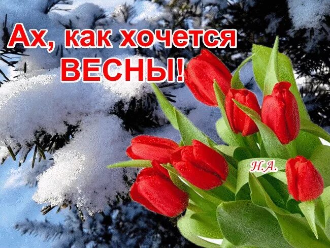 Хочу март. Тюльпаны зимой. Зимой так хочется весны. Хочется весны