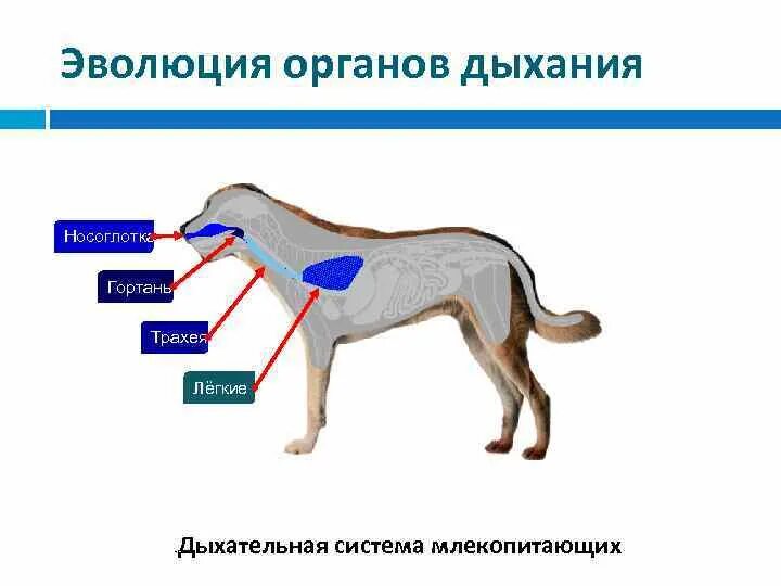 Какие функции у хвоста млекопитающих. Какие функции у хвоста млекопитающих