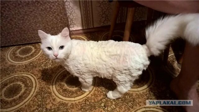 Брить мохнатую