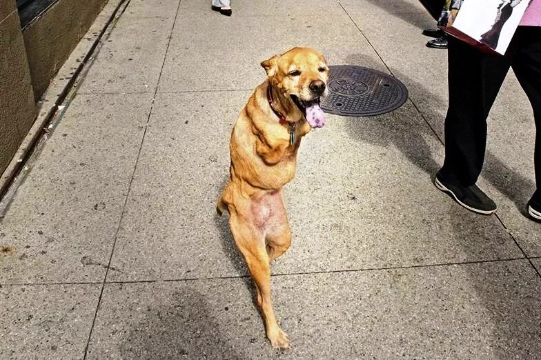 прогулка с собакой прикол. собаки которые ходят на задних лапах. собака ходит как человек. собака ходит как человек. собака ходит как человек.