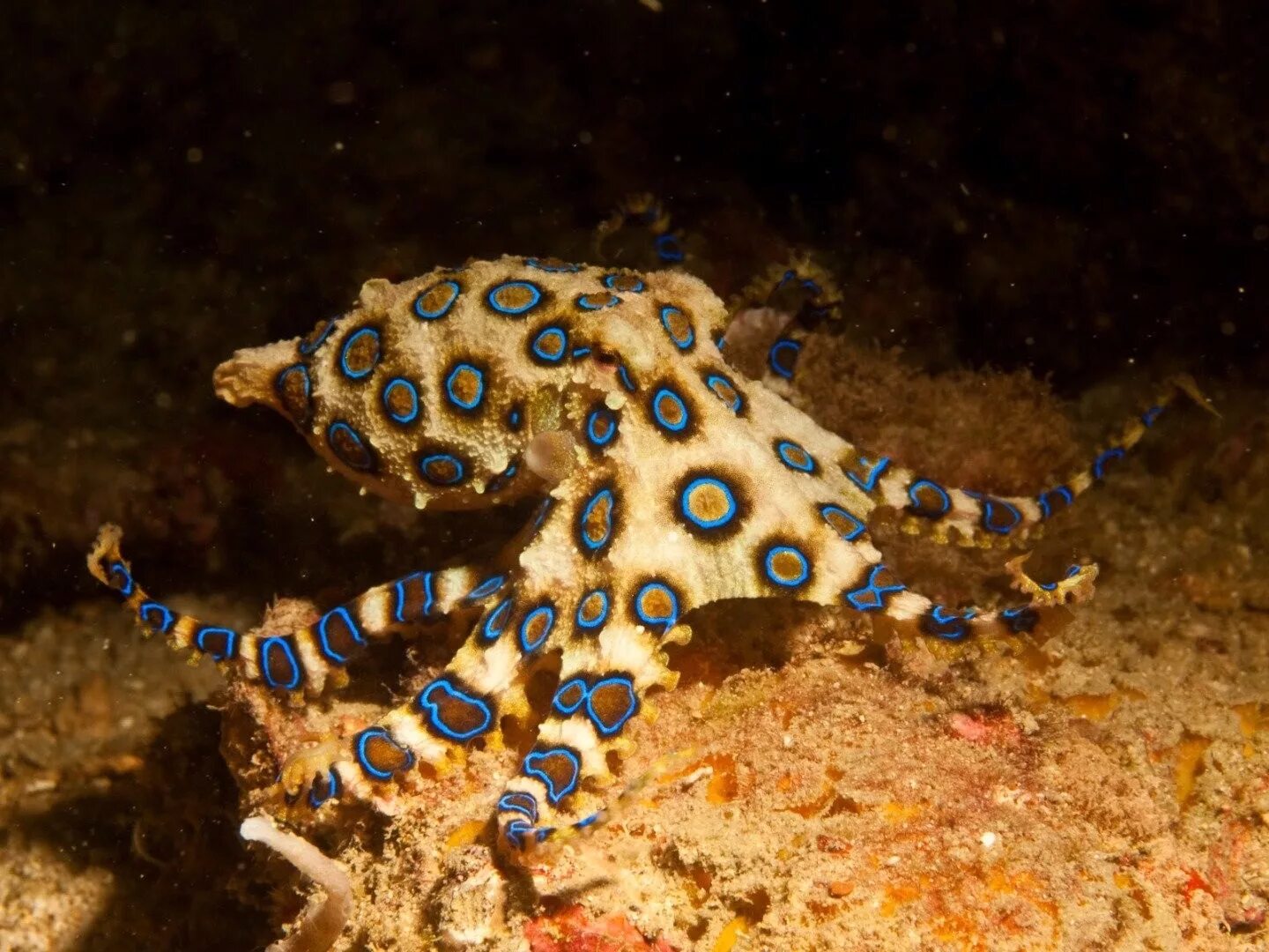Синекольчатый осьминог. Синекольчатый осьминог Австралия. Синекольчатый осьминог Осьминоги. Сине кольчетый осм5ног.