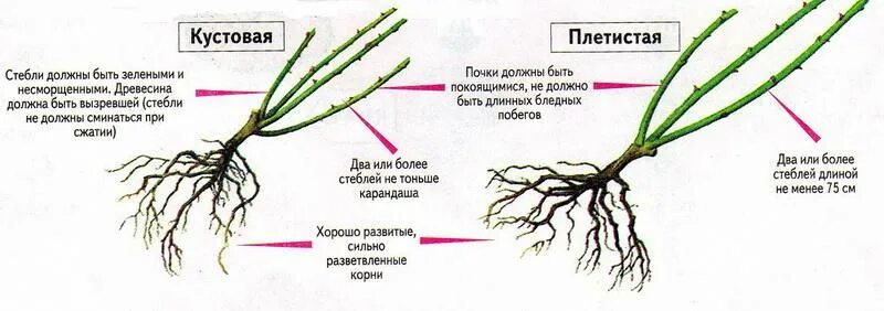 Какой тип у розы