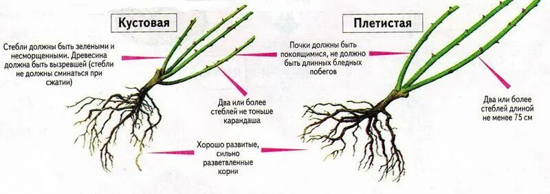 Как отличить розы