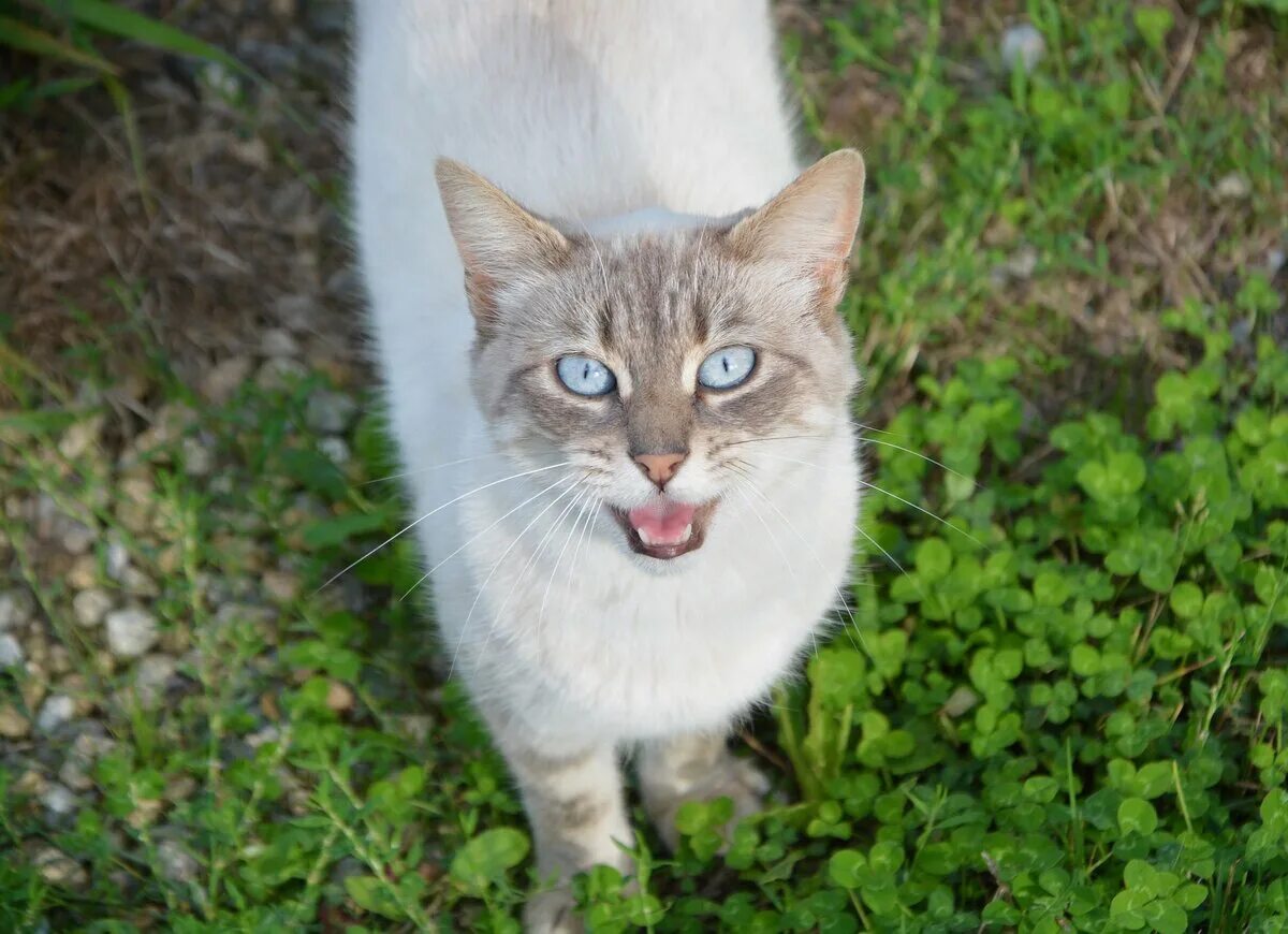 Мяуканье котят слушать в хорошем. Мяуканье кошки. Котенок мяукает. Кошки vberf.n. Коты которые мяукают..