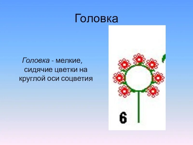 Тип соцветия головка примеры. Сидячие цветки. соцветие головка. сидячие цветки примеры. соцветие головка имеет.