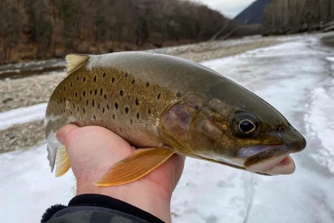 Ленок амурский. Ленок лимба. Шикуешь ленок. Дальневосточный ленок рыба. Ленок рыба таймень.