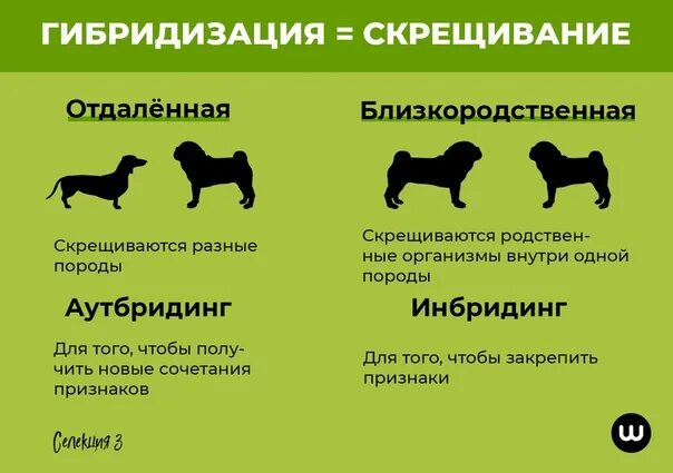 Отдаленная гибридизация примеры. Близкородственное скрещивание собак. Гибридизация собак. Близкородственная гибридизация примеры. Гибридизация в селекции животных.