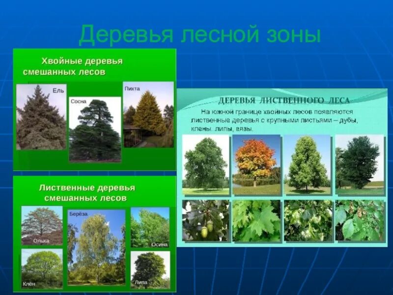 Лиственные преобладающие виды растений. Зона смешанных широколиственно-хвойных лесов растения. Ярусы хвойно широколиственного леса. Широколиственные хвойно широколиственные смешанные леса. Хвойные широколиственные породы деревьев.