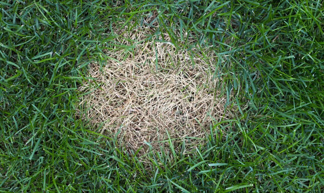 Grass fast class small вычеркни