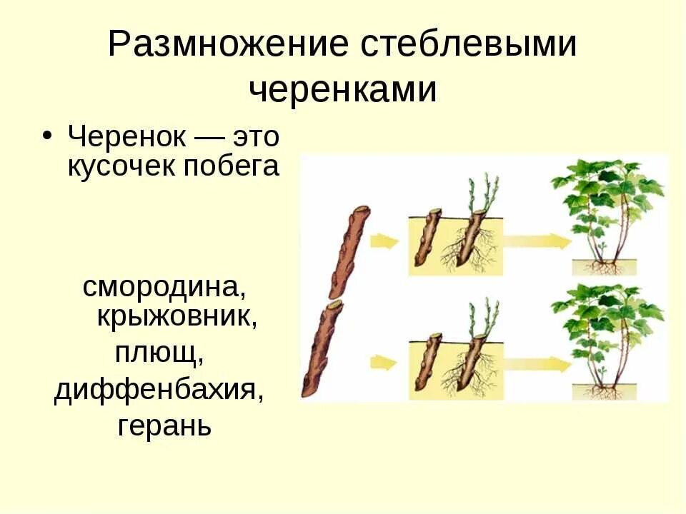 Размножение деревьев черенками. Размножение липы отводками. липа размножается черенками. липа размножение порослью. размножение барбариса отводками.