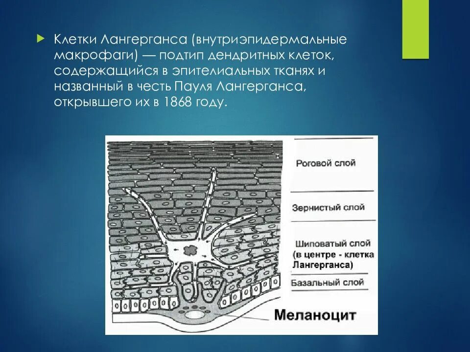 Клетки находятся в эпидермисе. Клетки лангерганса и гринстейна. клетки лангерганса и меркеля. клетки пирогова лангерганса. клетки лангерганса макрофаги.