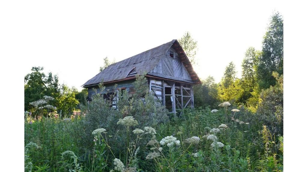 Купил заросший участок. Заброшенная дача. старая заброшенная дача. заброшенный дачный участок. заросшая дача.