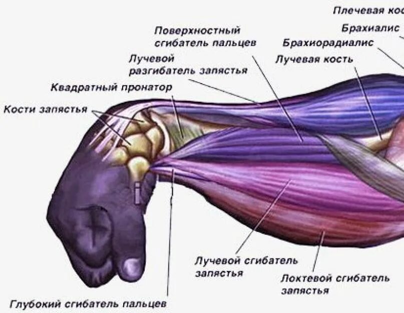 Мышцы выполняющие разворот кисти ладонью