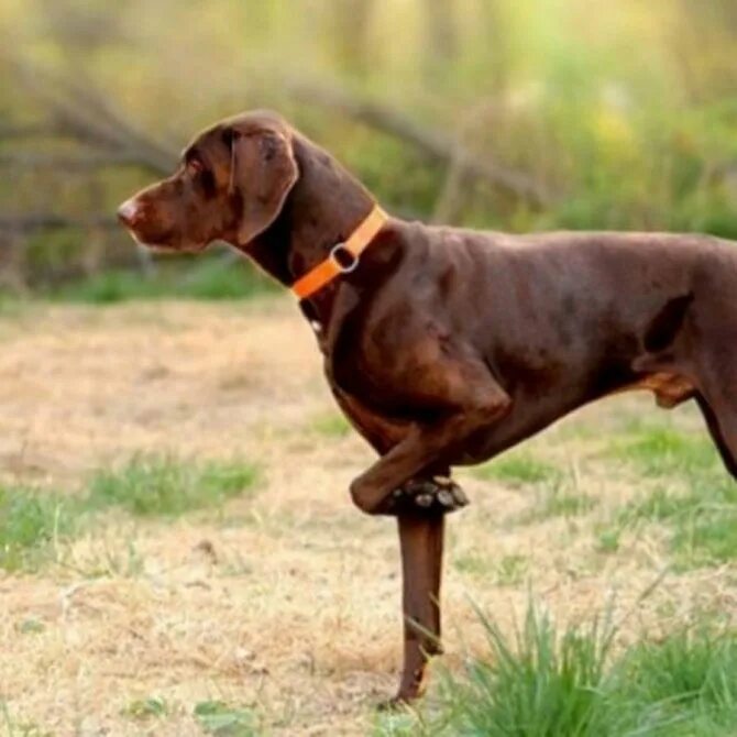 Короткошерстная легавая 8 букв. Курцхаар карликовый. Короткошерстная легавая 8 букв. Веймаранер короткошерстный. Веберский легавый собака.