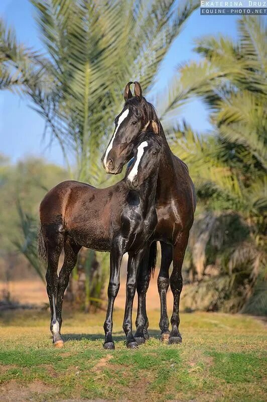 Indian horse. Индийские лошади марвари. Лошади породы марвари. Марвари гнедая. Жеребенок породы марвари.