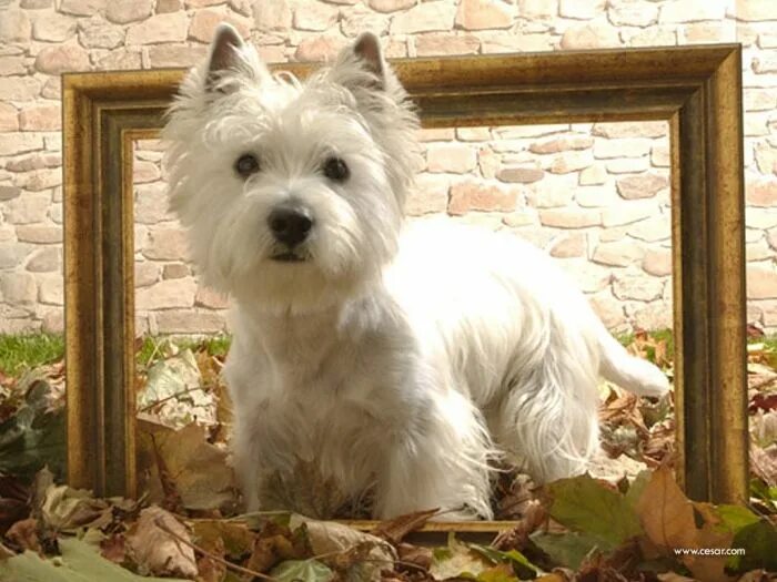 Westies, Westies, Westies! (via dollydogsblog) Westie puppies, Westie dogs, Do