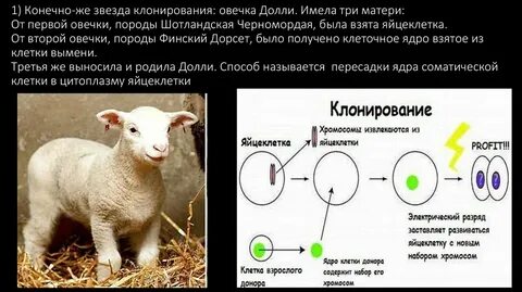 Последовательность этапов клонирования овцы