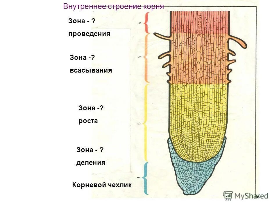 Строение зоны корня рисунок. Зона деления зона роста зона всасывания проведения. Продольный срез корня биология 6. Строение корня зоны. Внутреннее строение корня зоны рисунок.