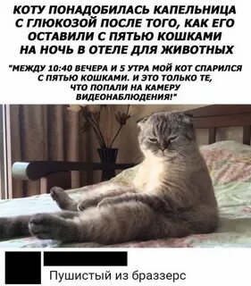 Кот в 5 утра