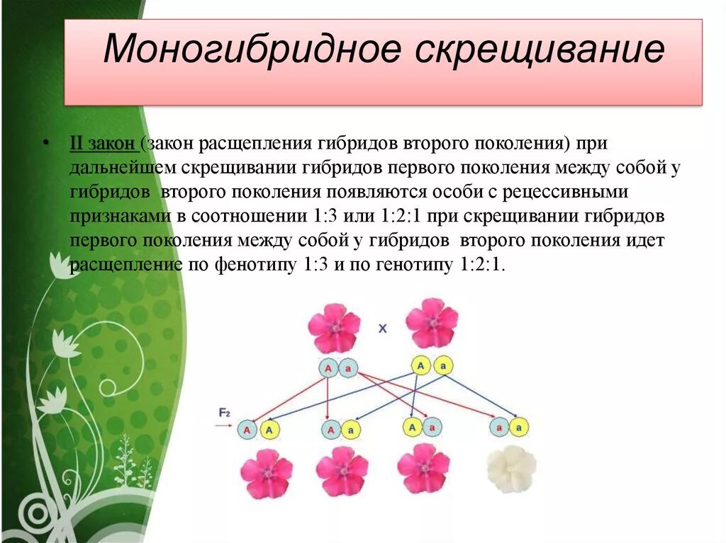 Закономерности наследования моногибридное скрещивание схема. Моногибридное скрещивание первый и второй. Гибриды 2 поколения при моногибридном скрещивании. Моногибридное скрещивание и закон расщепления. Мендель аллельные гены