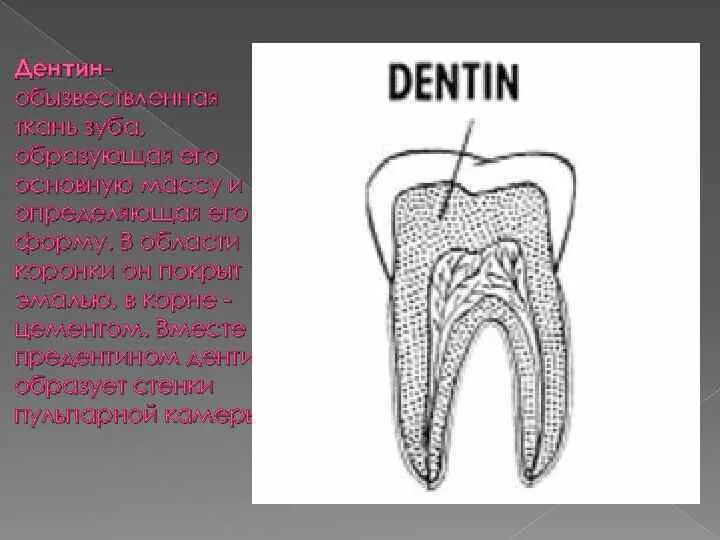 Ткани образующие зуб. Строение зуба. Гистологическое строение зуба стоматология. Строение твердых тканей зубов. Строение зуба человека.