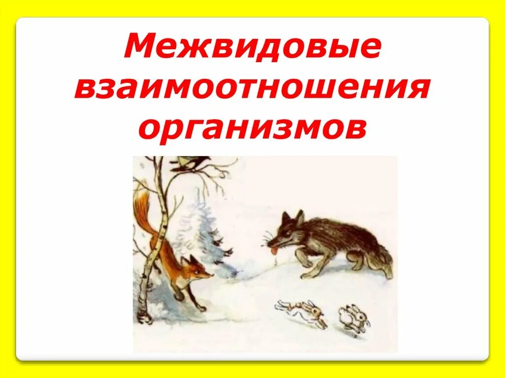 Типы комбинаций межвидовых взаимоотношений. Межвидовые взаимоотношения. Отношения в экосистемах. Межвидовые отношения организмов в экосистеме схема. Систематика птиц.