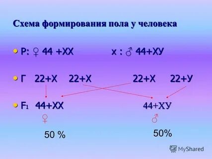 Развитие пола у человека