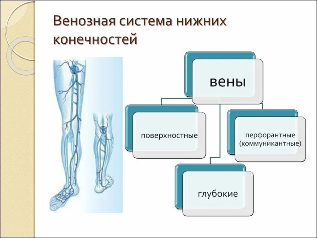 Функции нижних конечностей. Венозная система нижних конечностей. Анатомия венозной системы нижних конечностей. Классификация вен нижних конечностей. Поверхностные вены нижней конечности.