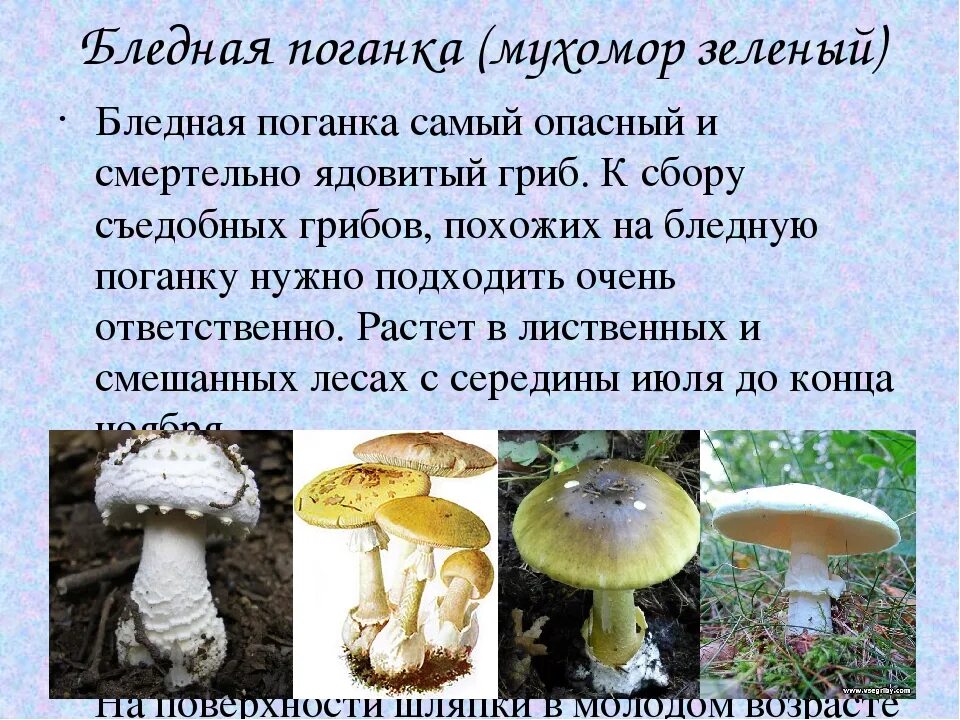 Поганка гриб можно есть. Бледная погоганка гриб. Бледная поганка гриб описание. Бледная поганка гриб фото и описание. Несъедобные грибы бледная поганка.