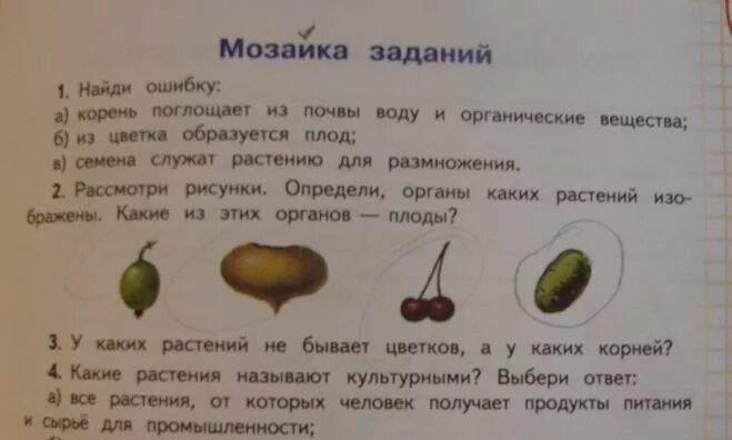 Дышат ли плоды растений. Органы каких растений изображены какие из этих органов плоды. Корень поглощает из почвы органические вещества. Задание по окружающему миру растение и плоды. Плоды и семена 3 класс задание.