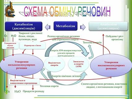 Метаболизм түрлері