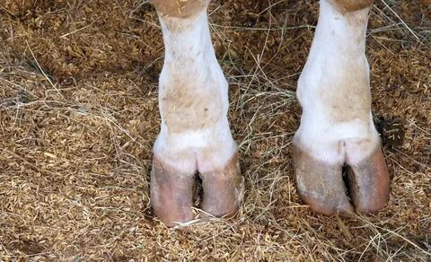 3 Best Cow Hooves for Dogs: Are They Safe? 