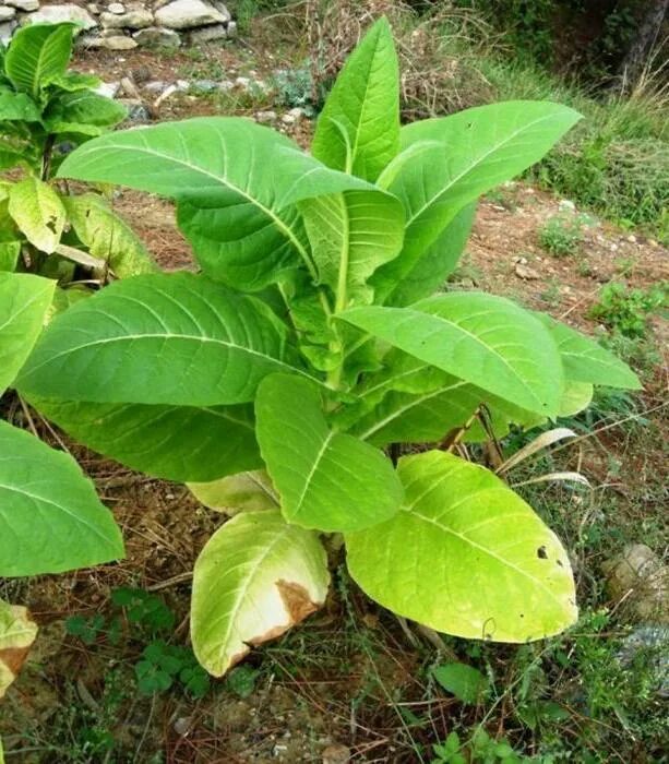 Табак метельчатый. Самосад трава. Табак растение. Табак широколистный листья.