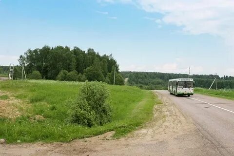 Руза шаховская