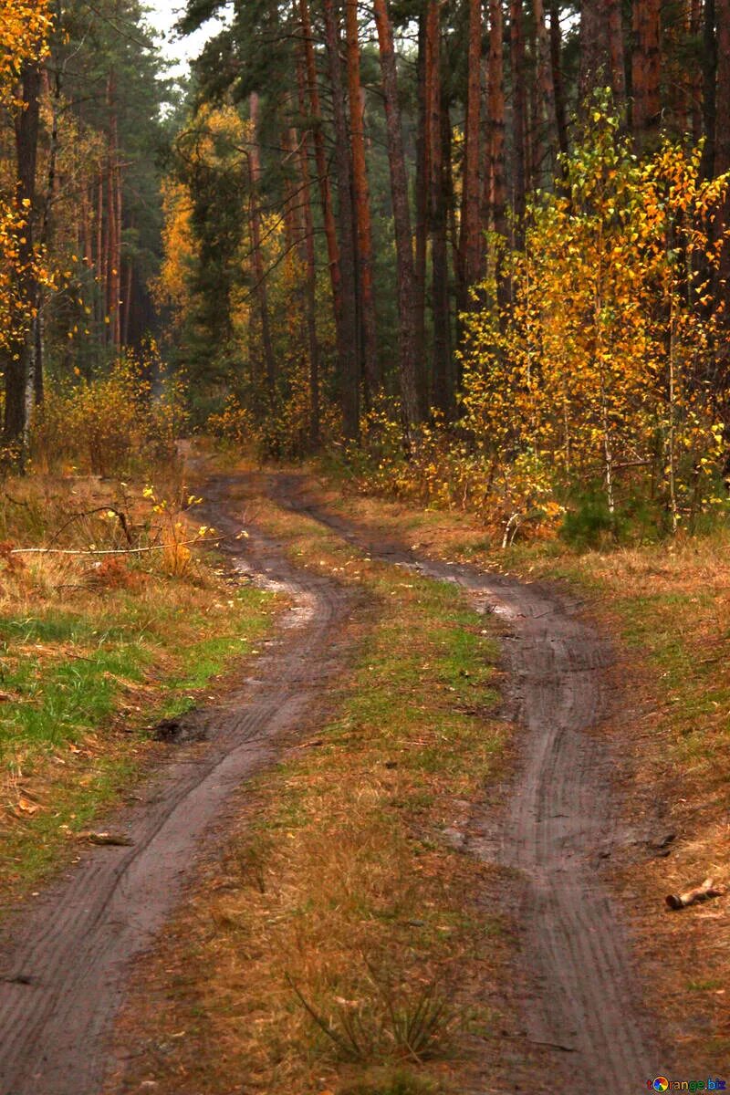 Использование лесных дорог. Лесная дорога. лесные дороги. дорога в лесу. проселочная дорога.
