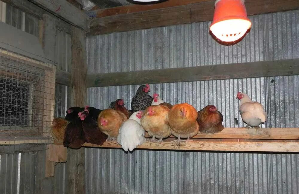 Нужно ли цыплятам ночью свет. Освещение птичника. Освещение для кур. Подсветка для курятника. Курятники для кур.