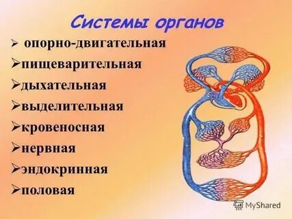 Орган что это биология