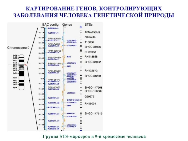 Примеры генов человека. Генетическая карта 1-й хромосомы человека. Карта генома человека. Генетическая карта хромосом человека. Карта хромосом человека генетика.