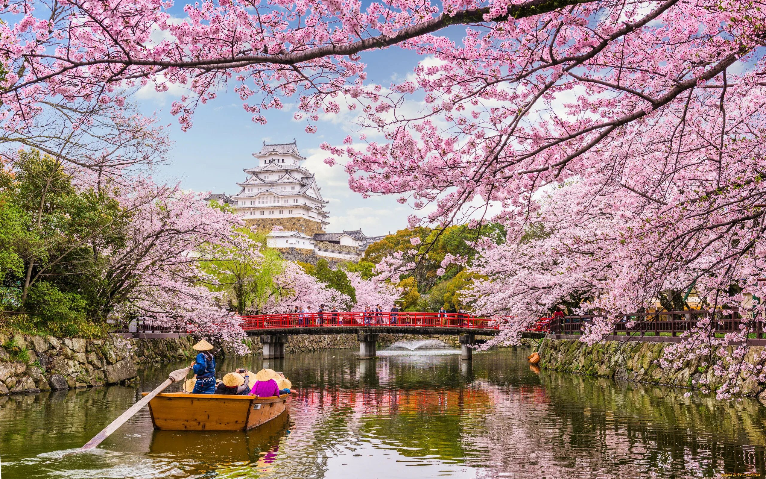 Сакура вода. Цветение Сакуры в Токио. Сеул Сакура. Йокогама Япония цветение Сакуры. Сакура черри блоссом.