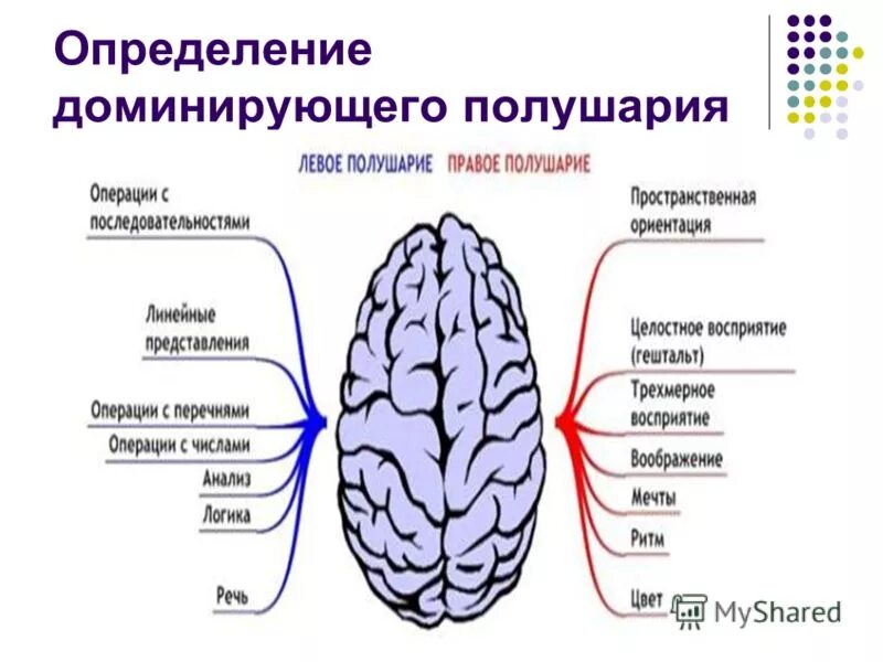 Правша полушарие мозга