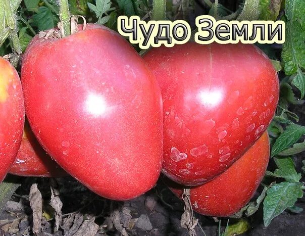 Описание сорта томатов чудо земли. Томат чудо чудное. чудо земли украины томат. помидоры сорта чудо земли фото. томат чудо чудное фото.