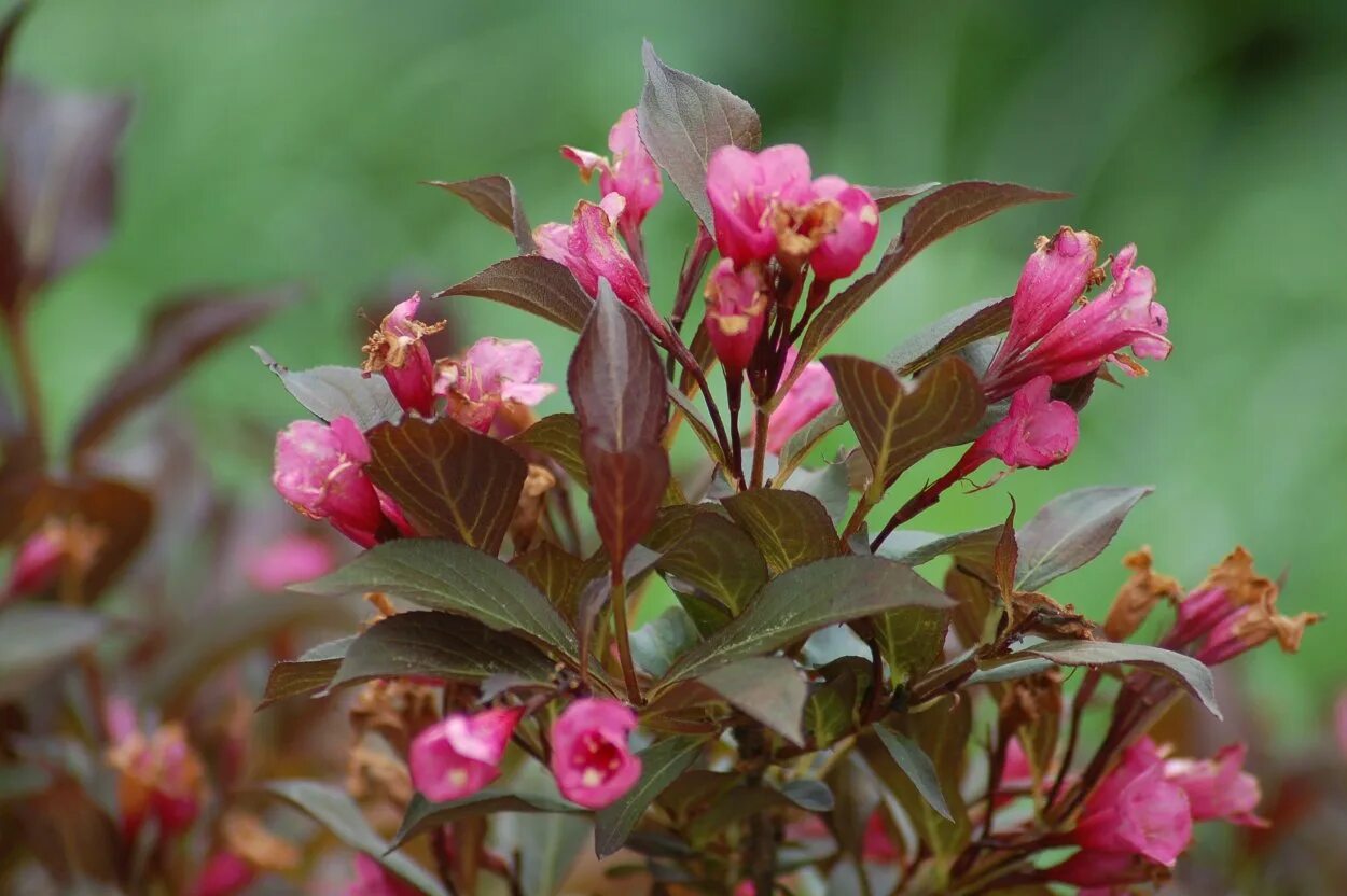 Вейгела винтаж. Вейгела винтаж. Вейгела цветущая эльвира. Вейгела винтаж. Вейгела в севастополе.