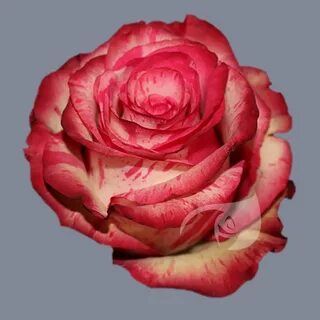 Rose time