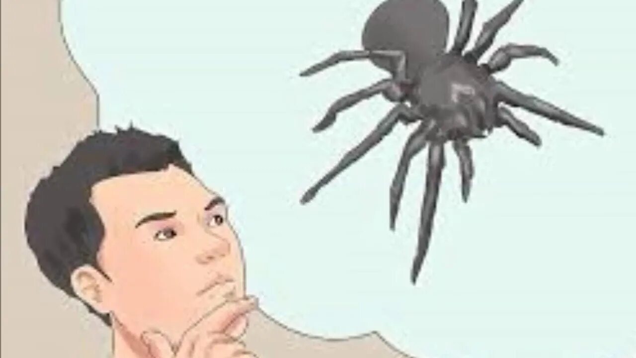 Spider bit