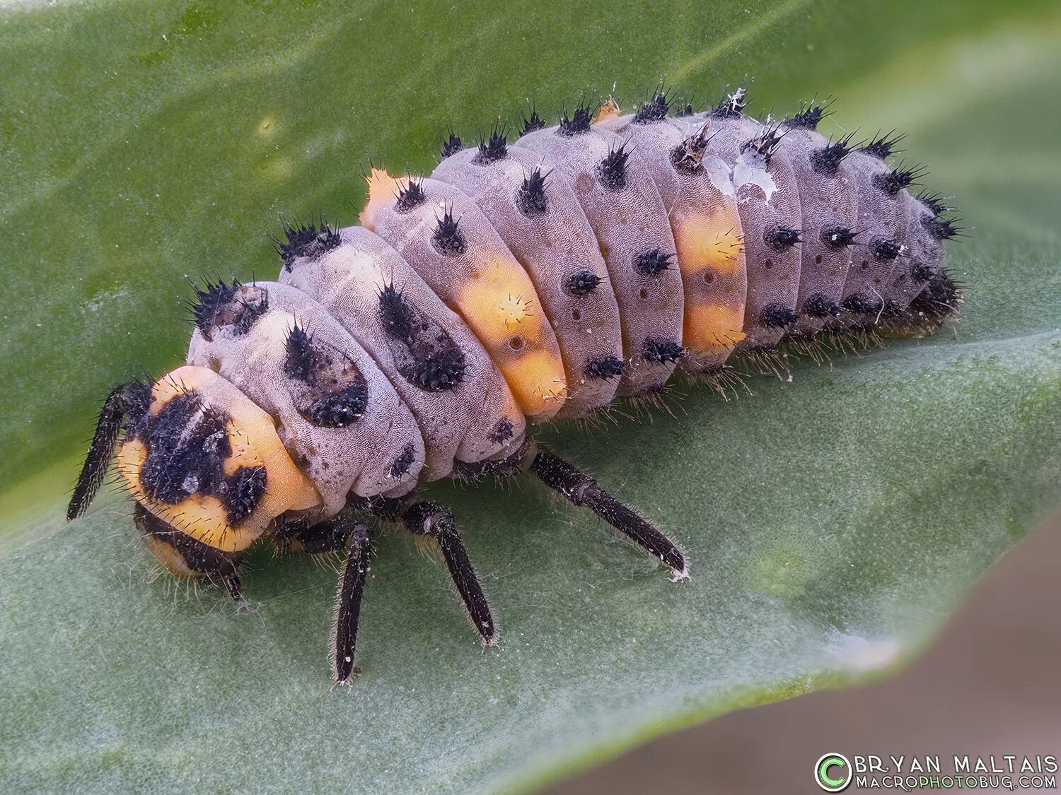 Plik:Harmonia axyridis Larva on  Wikipedia, wolna encyklopedia