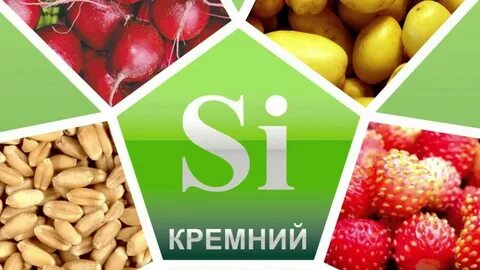 Продукция организмов