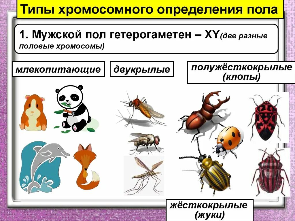 Типы хромосомного определения пола. Мужской пол гетерогаметен. Определение пола типы определения. Гетерогаметный мужской пол характерен для.