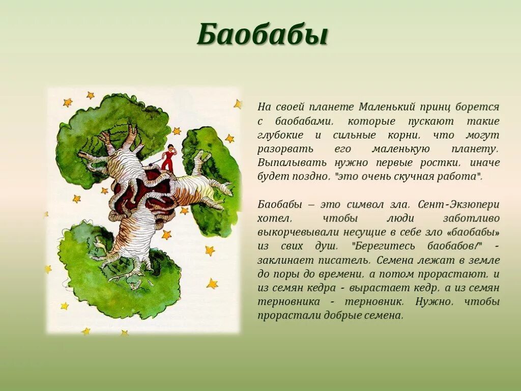 Воспользуйтесь текстом живет на свете баобаб. Маленький принц иллюстрации автора баобабы. Экзюпери маленький принц баобаб. Баобаб из маленького принца. Маленький принц выпалывает баобабы.